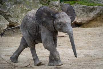 Young elephant (1 year old) running