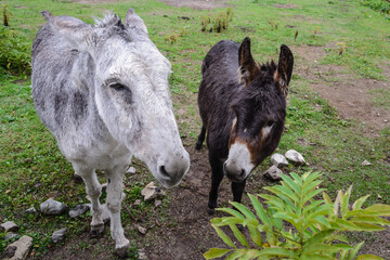 Burros en una casa de campo. El burro, asno, jumento o borrico (Equus africanus asinus) es un animal doméstico de la familia de los équidos. Utilizado como animal de carga.  cabalgadura