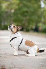 Beautiful mixed breed dog sitting and begging