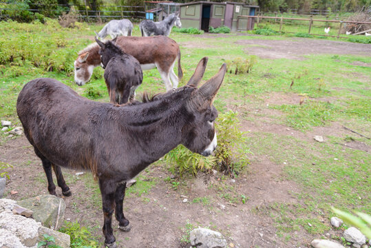 Burros en una casa de campo. El burro, asno, jumento o borrico (Equus africanus asinus) es un animal dom&eacute;stico de la familia de los &eacute;quidos. Utilizado como animal de carga.  cabalgadura
