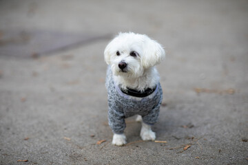 Cute little maltese dog