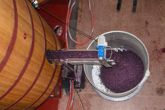 Procesos de vinificación después de la vendimia en una bodega de La Rioja, España