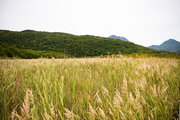 奥日光　戦場ヶ原