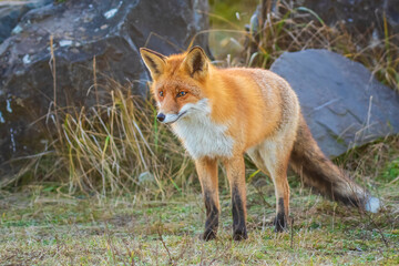 Wild red fox Vulpes Vulpes