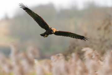Western marsh harrier, Circus aeruginosus, bird of prey hunting