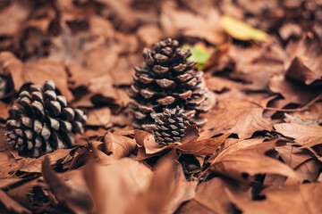 a small pine cone hiding between autumn leaves. concept and mood of autumn.