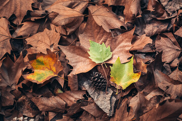 texture and background for autumn. autumn brown leaves that fell from the trees. blanket of autumn covering the ground