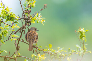 Dunnock Prunella modularis bird singing during Springtime