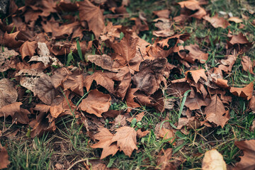 texture and background for autumn. autumn brown leaves that fell from the trees. blanket of autumn covering the ground