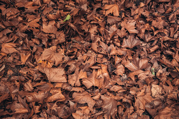 texture and background for autumn. autumn brown leaves that fell from the trees. blanket of autumn covering the ground