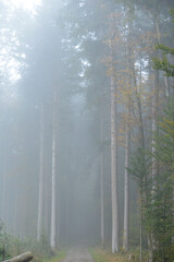 chemin de randonnée en forêt un jour de brouillard en automne