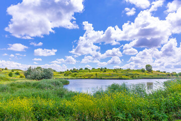 Beautiful yellow colored fields in Buytenpark Zoetermeer, the Netherlands