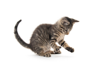 Cute tabby kitten on white background