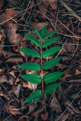small twig with green leaves lying on the ground on autumn leaves. concept of autumn and hope