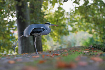 héron cendré sur un île