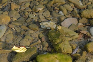 A pond with marsh frogs close-up, green algae and fallen leaves in clear water