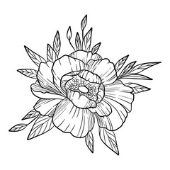Peony rose icon. Hand drawn and outline illustration of peony rose vector icon for web design