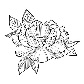 Peony Outline Images – Browse 13,592 Stock Photos, Vectors, and Video |  Adobe Stock