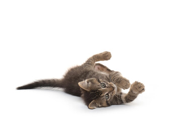 Cute kitten laying down on white background