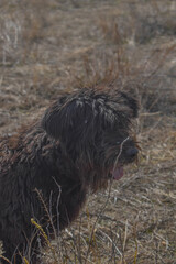 Perro negro mirando a un lado en el campo
