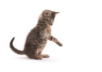 Cute tabby kitten playing on white