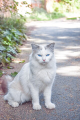 Gato blanco con ojos azules