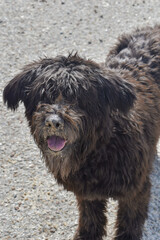 Perro negro mirando a un lado