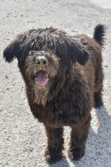 Perro negro con pelo largo mirando a camara