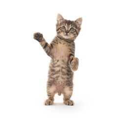 Cute tabby kitten on white background