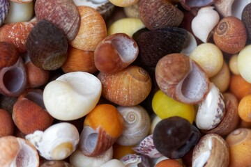 Different colored beach snails from Brittany