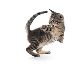 Cute tabby kitten on white background