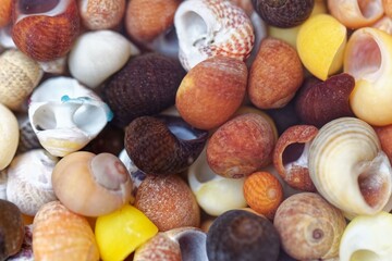 Different colored beach snails from Brittany
