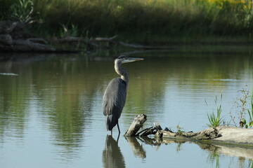 great blue heron on port huron