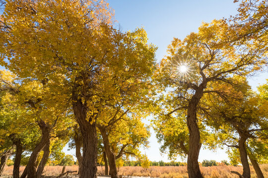 Populus Euphratica Forest In Ejina