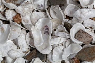 White oyster shells with pebbles