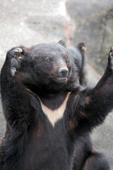 Fototapeta premium 阿仁熊牧場ツキノワグマ