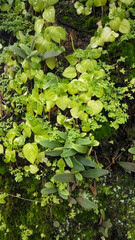 leaves in the forest