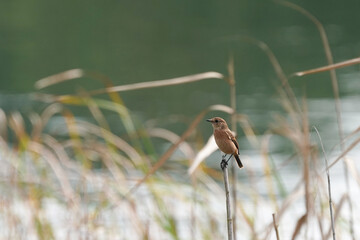 common stonechat on the reed