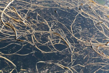 Tongweed, Himanthalia elongata, in a rock pool