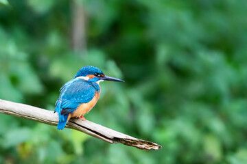 Eurasian kingfisher (Alcedo atthis) sitting on his perch in autumn.