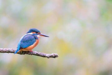 Eurasian kingfisher (Alcedo atthis) sitting on his perch in autumn.