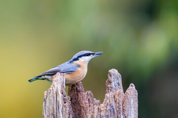 Eurasian nuthatch (Sitta europaea) feeding on sunflower seeds in autumn.