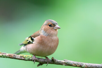 Chaffinch (Fringilla coelebs) sitting on a twig in autumn.