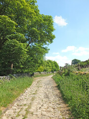 Naklejka premium perspective view of a narrow cobblestone country lane surrounded by stone walls grass and trees in west yorkshire countryside with grass covered meadows and a sunlit blue sky