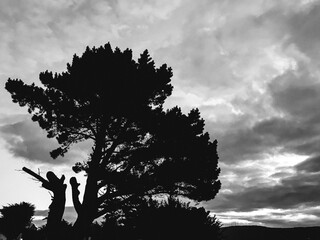 Silhouette of a tree under a cloudy sky (in black and white)