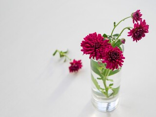 Composition in natural daylight. Home flower deep red in a tall tequila glass