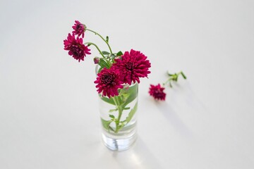 Composition in natural daylight. Home flower deep red in a tall tequila glass