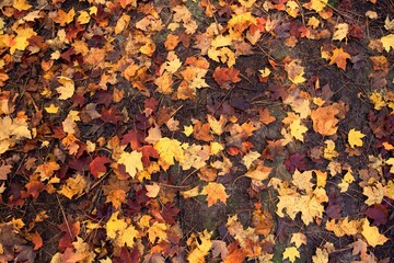 Leaves fallen from trees in autumn lying in the park.