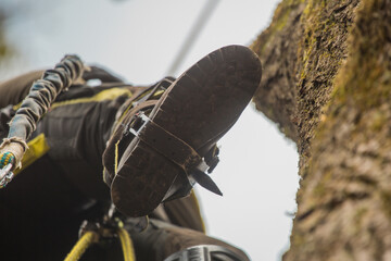 Arborist or lumberjack climbing up on a large tree using different safety and climbing tools....