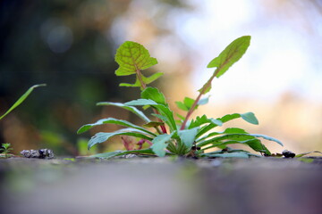 Selective focus on green leaves of a seedling and bokeh effect in the background 